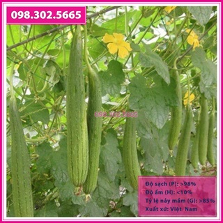 Hạt giống mướp hương F1 siêu quả