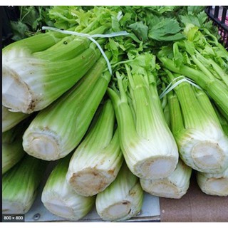 0.1gr hạt giống cần tây mỹ khổng lồ