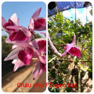 Lan phi điệp Châu Như gieo hạt cây giống