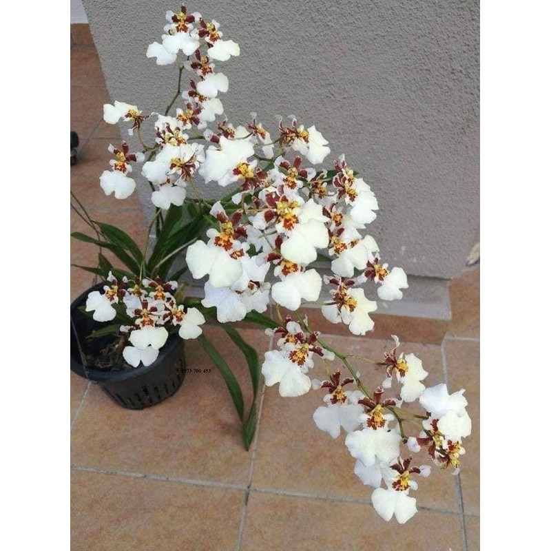 🍀HÀNG ĐẸP🍀Hoa Lan Vũ Nữ