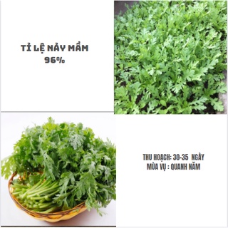 (100H)Hạt giống rau cải cúc nếp (tần ô lá tròn)