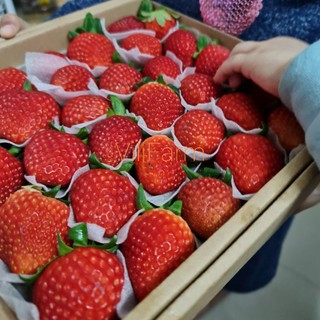 🍓🍓DÂU TÂY NHẬT TRỒNG TẠI ĐÀ LẠT