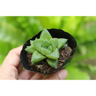 Sen đá ngọc lá dài 5-7cm