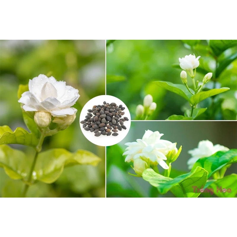 HẠT GIỐNG HOA NHÀI, HOA LÀI - 5 hạt/ gói