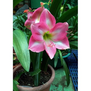 Củ hoa huệ tây CÁNH KÉP
