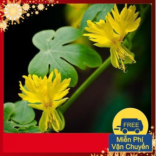 Hạt Giống Hoa Cánh Phượng