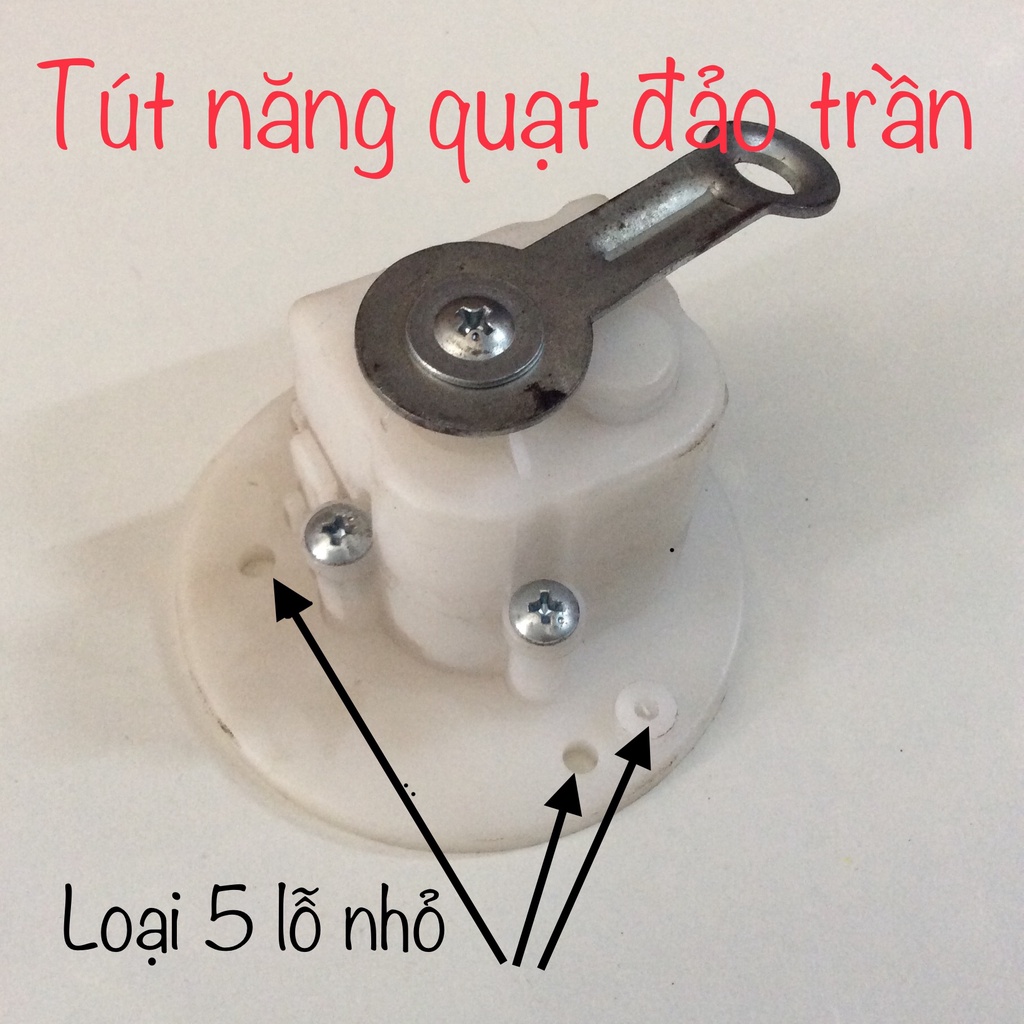 Nhông đảo quạt