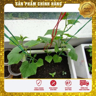 Hạt giống Dưa chuột Nhật