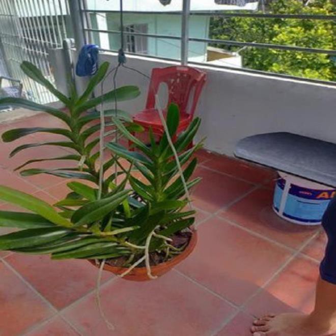 Hoa lan giáng hương hoàng nhạn tháng 4  ki mập khỏe ấm chậu