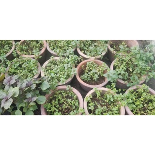 cây Bạc Hà Peppermint (1 chậu)