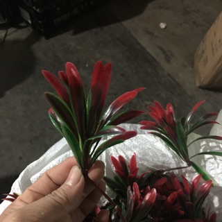 Hoa lá điểm