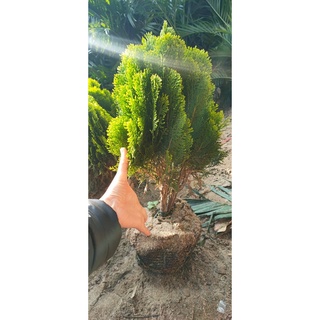 Cây trắc bách diệp trắc bá diệp