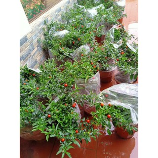 quất  nhật cảnh chơi tết