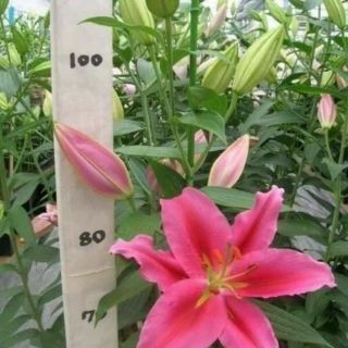 CỦ HOA ly cao không thơm ngắn ngày hà lan