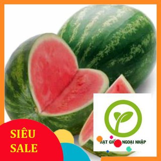 Hạt giống dưa hấu ruột đỏ 20 hạt HAT F1