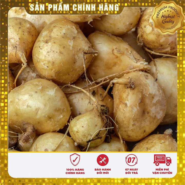 Hạt giống củ đậu cao sản (20 gr)