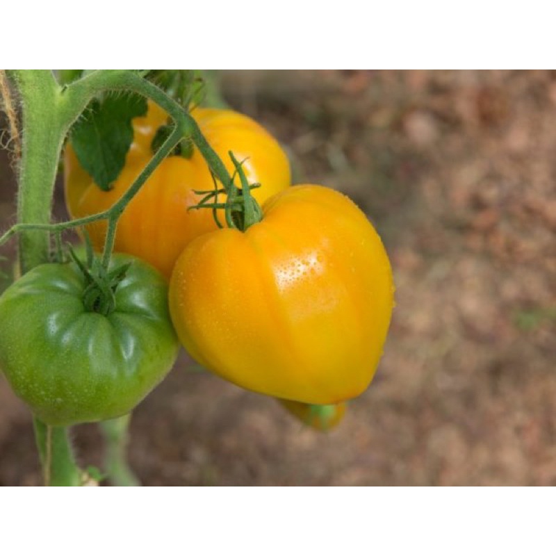 Hạt giống cà chua trái tim cao sản F1