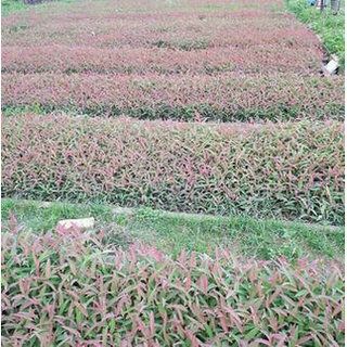 50 gram hạt giống bạch đàn đỏ