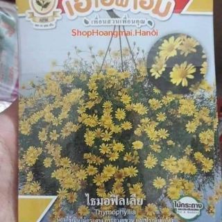 HẠT GIỐNG CÚC SAO BĂNG RỦ THÁI LAN