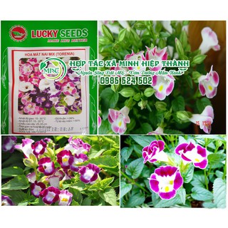 Sale off Hạt giống hoa mắt nai cực đẹp.