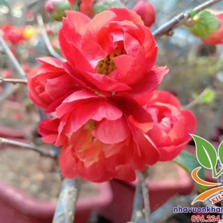 Cây giống hoa mai đỏ ra hoa quanh năm