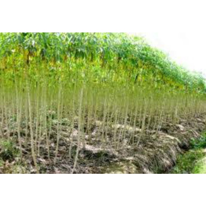 50 Hom khoai mì giống ruột trắng dẻo thơm