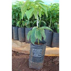 Cây Giống Bơ 034 ghép cao 60-80cm.
