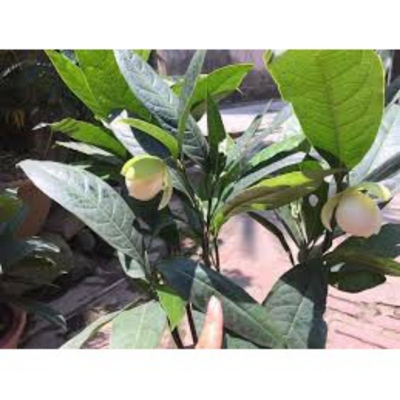 Cây Dạ hợp hương