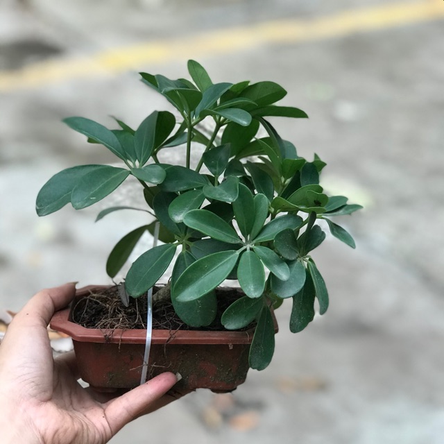 Cây ngũ gia bì bonsai để bàn