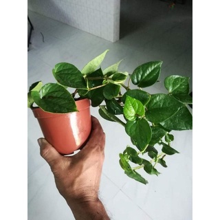 Cây Giống Trầu Không,Trầu nhai lá
