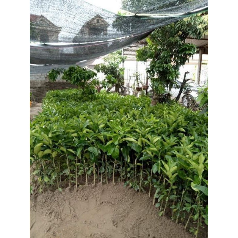 cây giống bưởi đỏ luận văn( bưởi tiến vua)