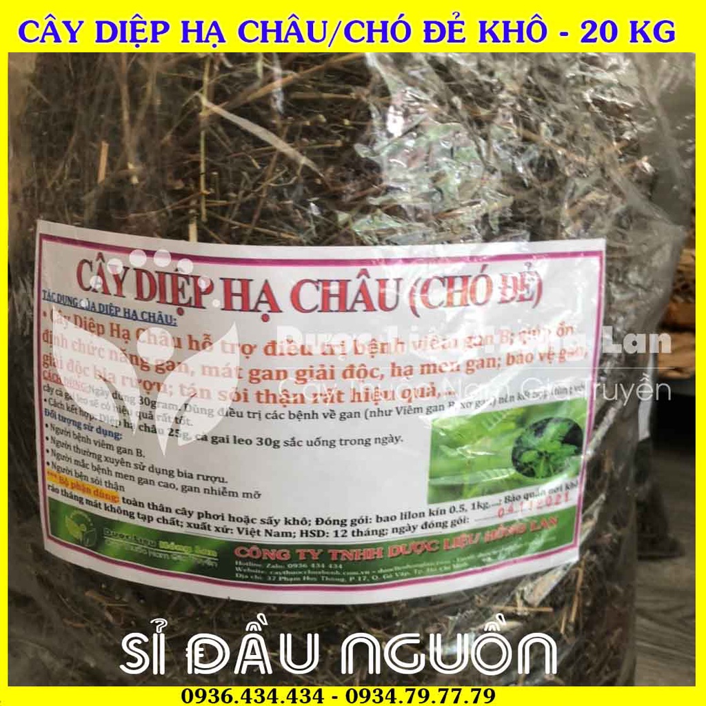 Giá sỉ Cây DIỆP HẠ CHÂU/CHÓ ĐẺ khô đóng gói 20kg - Công Ty Dược Liệu Hồng Lan