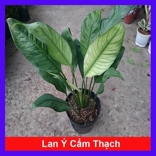 Cây Lan Ý Cẩm Thạch - cây cảnh để bàn - caykiengsadec