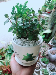 Chậu Bạc Hà Doutblemint