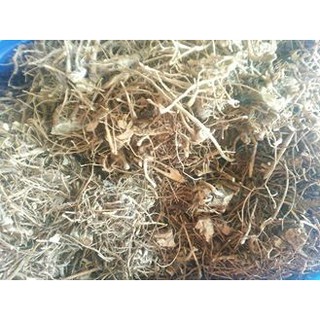 Rễ cây bồ công anh