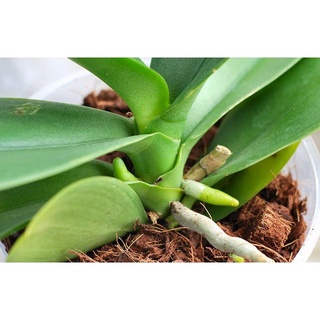Sơ Dừa Đã Qua Xử Lý Chuyên Trồng Lan Cây Cảnh Trong Lượng 1KG