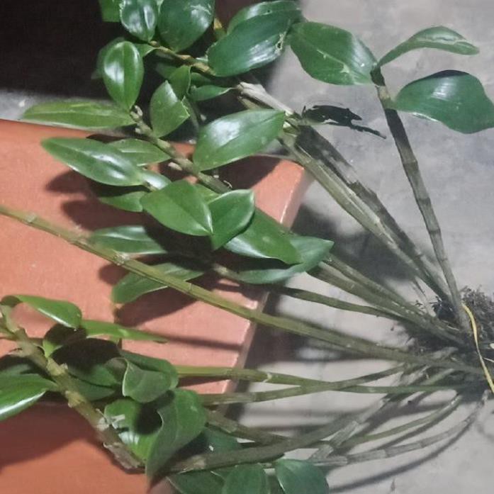Hoa lan kiều tím- kiều thuỷ tiên(hàng bóc rừng)+ 700g phân thỏ hữu cơ ki mập khỏe ấm chậu