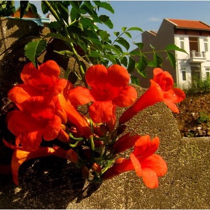 10 hạt giống hoa đăng tiêu  ( tặng kèm thuốc kích mầm ra rễ)