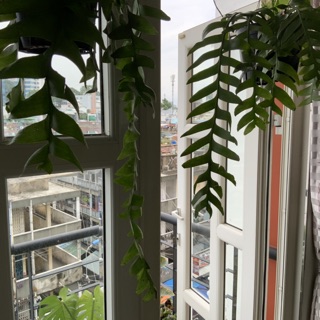 Cây Quỳnh Thái Lan - Selenicereus Chrysocardium