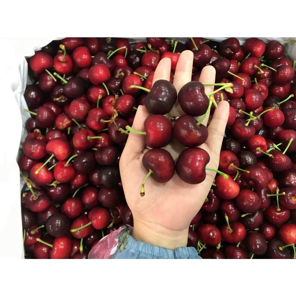 Cherry Mỹ đã vào mùa trái thơm ngọt ( hàng nhập khẩu)