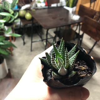 Xương rồng móng rồng bầu