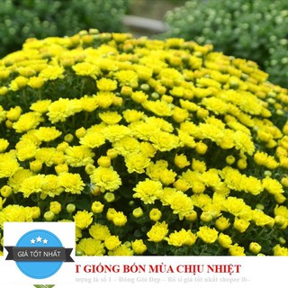 Gói 50 Hạt Giống Hoa Cúc Mâm Xôi Mix Màu 20cm ĐẾN MÙA TRỒNG TẾT