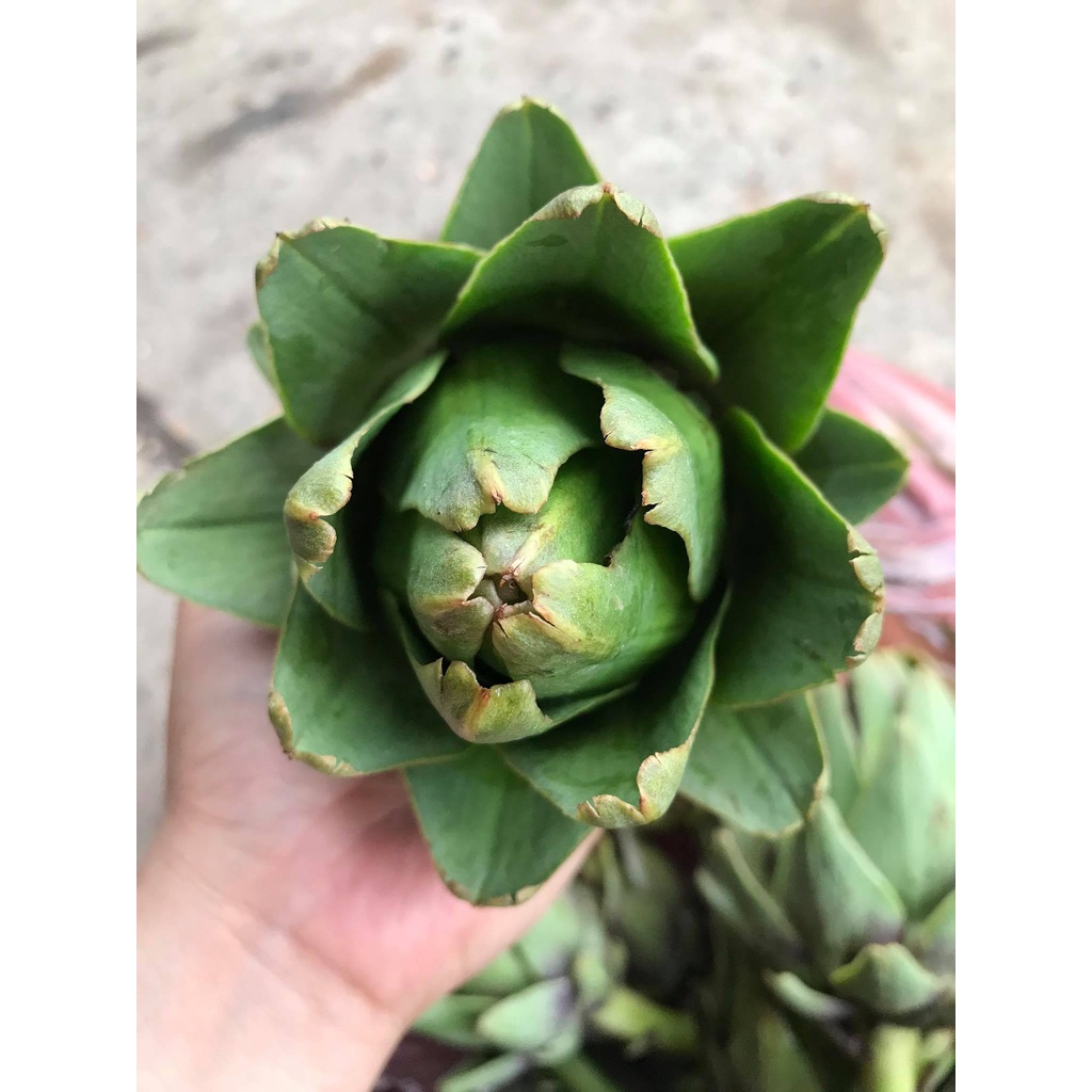 Bông ATISO Đà Lạt sấy khô nguyên chất - gói 500g