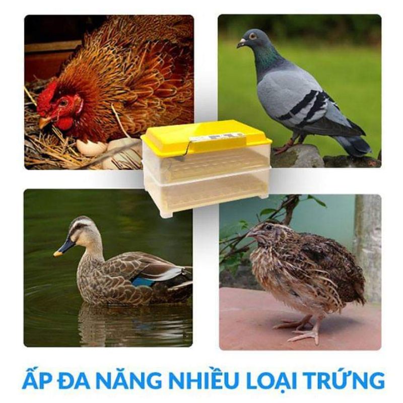 Máy Ấp Trứng Ánh Dương A100 - 54 Trứng(Lắp Sẵn + Tự Động)