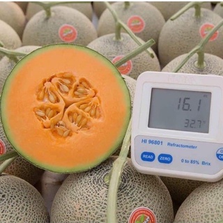 Hạt Giống Dưa Lưới TAKI - Giống Nhật Bản Nhập Khẩu F1