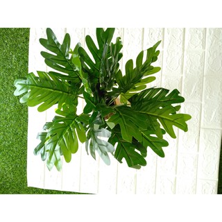 Siêu Rẻ Cây nhựa - Cây lá rùa decor trang trí siêu đẹp