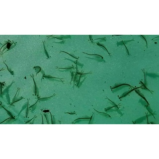 Artemia Nước ngọt UHT dễ ấp dễ nuôi