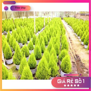 Hạt giống cây tùng thơm trồng chậu LUCKY.VN