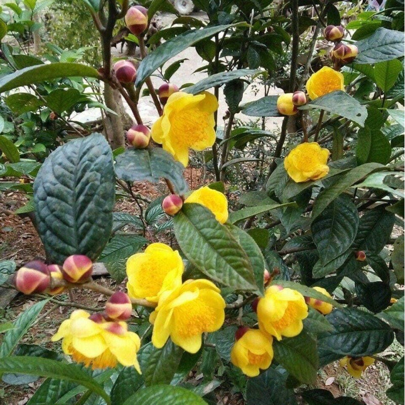 Cây trà hoa vàng. cây không phải cành dâm
