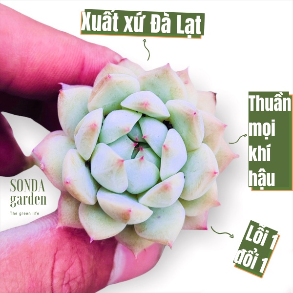 Sen đá tiểu ngọc SONDA GARDEN size mini 2.5-4cm, xuất xứ Đà Lạt, khoẻ đẹp, lỗi 1 đổi 1